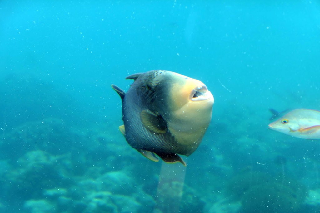 Fish in the Maldives