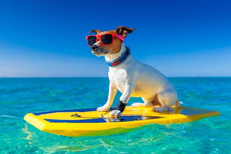 Dog on a surfboard
